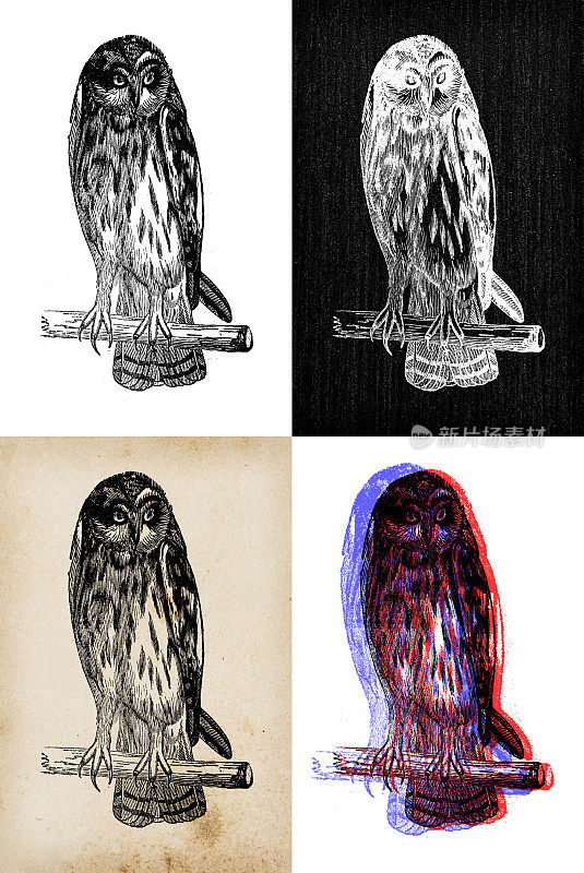 古董动物插图:茶色猫头鹰、棕色猫头鹰(Strix aluco)